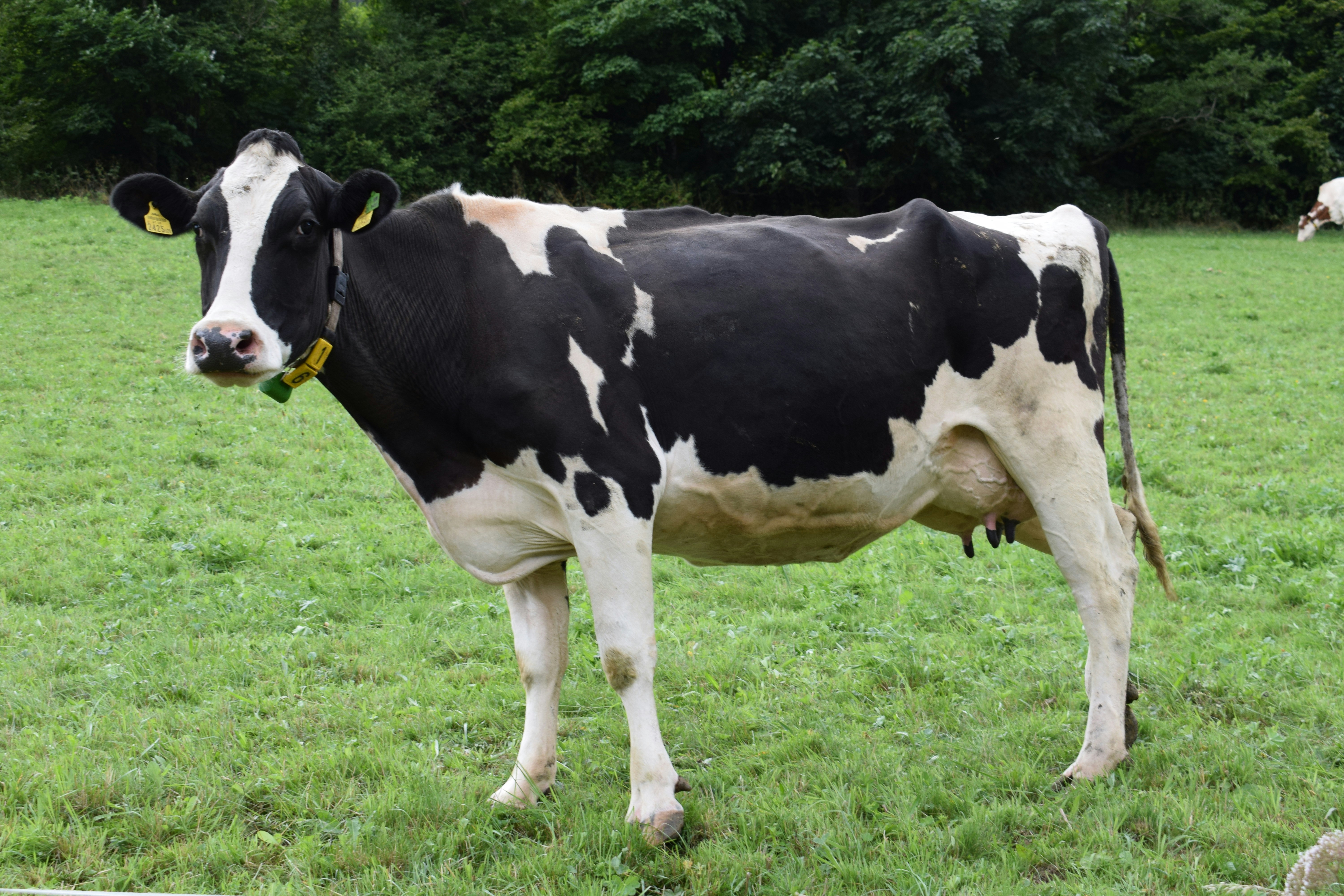 Vaca